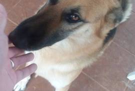 German Shepherd 