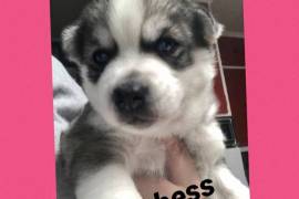 Siberian Husky Puppies