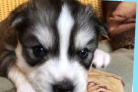 Siberian Husky Puppies 