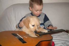 Purebred golden retriever puppys