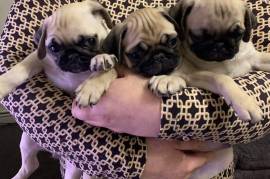 Fawn pug puppy's