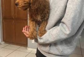 Mini golden doodle 