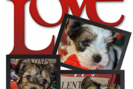 Male Parti Yorkie
