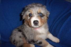 Australian Shepherd Puppies 