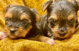 CKC Yorkshire Terrier