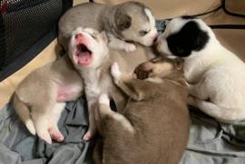 Siberian Huskies Puppies 