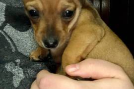 Chihuahua puppies 