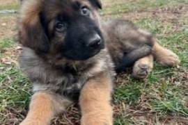 German Shepherd long coat puppies 