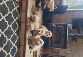 Golden Retriever puppies 