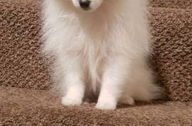 Cute White AKC Register Pomeranian puppy