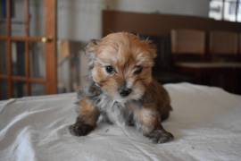 Morkie puppy