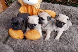 pug puppies