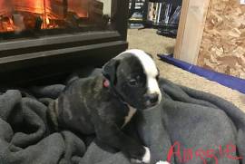 Pure Bred American Bulldog puppies