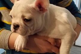 AKC French Bulldog Puppy