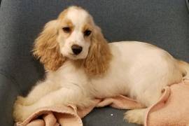 Cocker Spaniel Puppy