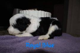 Sheepadoodle pups