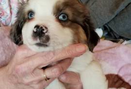 Miniature australian shepherd