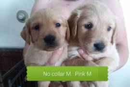 Adorable golden retriever lab mix puppies 