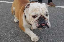 Rehoming English bulldog stud 