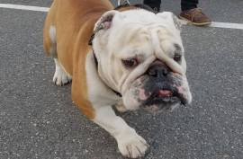 Rehoming English bulldog stud 