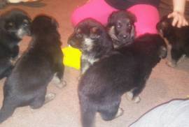 Akc German shepherd puppies