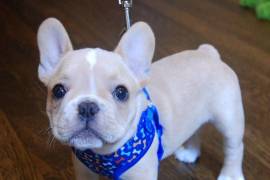 beautiful French Bulldog puppies