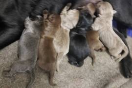 Silver Labrador Puppies 