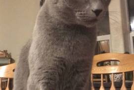 Missing All gray cat