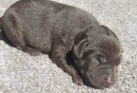 Purebred lab pups