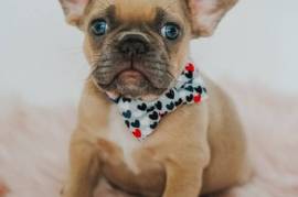 Affectionate French Bulldog Puppies Available 