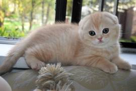 Beautiful Scottish Fold Kittens Available Now