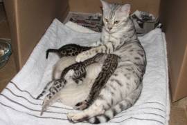  healthy/cute Bengal kittens for Adoption