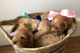 Gorgeous cavoodles 