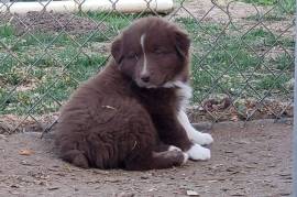 Australian Shepherd Puppies