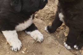 Australian Shepherd/ Pyreenes mix