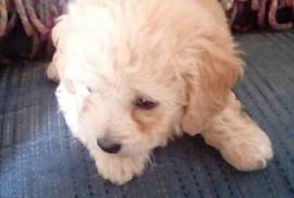 Maltipoo