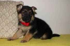 Stunning Quality German Shepherd puppies