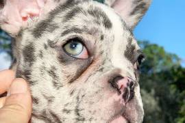 Akc Registered French Bulldog Puppies