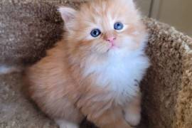 Siberian Kittens for Sale