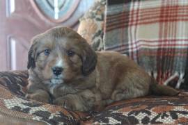Cute Miniature Poodle Mixed lab Puppies