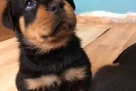 Gorgeous Rottweiler Puppies