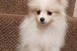 White AKC Register Pomeranian Puppy for sale