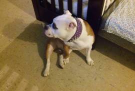 Free bully adult female