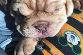 Mini English Bulldog Female 9 weeks