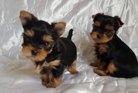 Home raised Yorkie puppies available