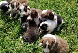 ABCA Border Collie puppies