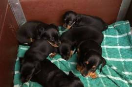 Dachshund Puppies For Sale