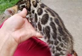 TICA registered Bengal kittens