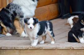 Mini Aussie Puppies