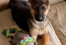 AKC German Shephard Female